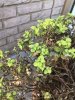 japanese spirea.jpg