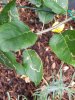 small apple tree leaf damage.jpg