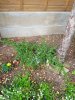 Ceanothus front.jpg