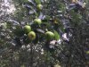 Green apple tree.jpg