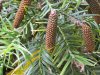 WOLLEMIA  NOBILIS   MALE  CONE 02-05-2014 14-53-26.JPG