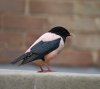 Rosy  Starling - Weymouth (2).JPG