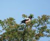 Rosy Starling.JPG