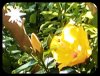 Hibiscus Buds 2 Aug.jpg