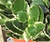 Kalanchoe blosfeldiana Aurora.JPG