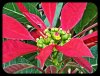 Poinsettia2 8 Dec 21.jpg