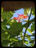 Poinsettia Bloom 8 Dec 21.jpg