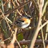 Brambling - Lytchett Fields (9).jpg