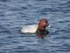 pochard 1.JPG