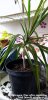 Dragon Tree after repotting 16th March 2022 001.jpg