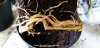 Dragon Tree roots before repotting 16th March 2022 001.jpg