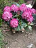 New Rhododendron.JPG