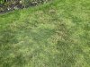 Bad Grass - 1.jpg