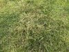 Bad Grass - 2 - CS .jpg