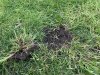 Bad Grass - 4 - Tuft Removed - Leaving gaping hole.jpg