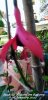 Fuchsia 'Beacon' on balcony 1st January 2022.jpg