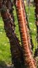 prunus-serrula-tree-bark-detail.jpg