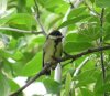 P1030677 cropped fledgeling 1.jpg