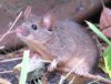 IMG_0496 Mouse Crop.jpg