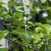 Clematis flowers starting 6-7-22.jpg