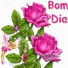 Bom Dia Fairy Roses.jpeg