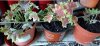 Variegated Geranium 'Vancouver Centennial'on balcony shelves 14th September 2022 001.jpg