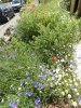 Wild flowers  10 - small - small.jpg