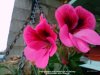 Pelargonium with raindrops on balcony 27th October 2022 (Macro).jpg