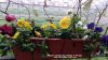 Pansies on balcony railings in the fog 12th November 2022 003.jpg