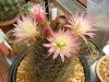 Neoporteria atrispinosa 05 - small.jpg