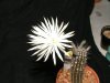 Setiechinopsis mirabilis 02 - small.jpg