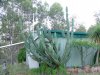 Cereus peruvianus 01 - small.jpg