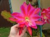 Epiphyllum cv 'Great Waltz' 02 - small.jpg