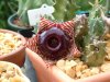 Huernia zebrina 02 - small.jpg