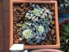 Crassula mesembryanthemopsis 01 - small.jpg