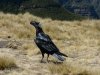 Thick billed raven 3.JPG