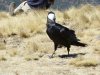 Thick billed raven 2.JPG