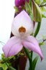 orchid 012.jpg