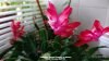 Christmas Cactus flowering in kitchen 22nd February 2023 001.jpg