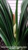 Clivia flower buds now showing colour 9th March 2023.jpg