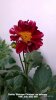 Dahlia 'Bishops Children' on balcony 18th July 2022 003.jpg