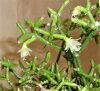 Rhipsalis cereuscula.JPG