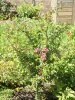 Crataegus laevigata 'Crimson Cloud' (Midland hawthorn)  01 - small.jpg