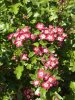 Crataegus laevigata 'Crimson Cloud' (Midland hawthorn)  03 - small.jpg