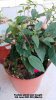 Fuchsia plant just bought 3rd June 2023 003.jpg