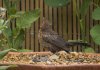 Female Blackbird 01.jpg