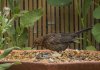 Female Blackbird 02.jpg