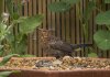 Female Blackbird 03.jpg