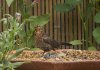 Female Blackbird 04.jpg