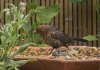 Female Blackbird 06.jpg